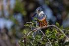 Ringed kingfisher, Pantanal, Brazil Art Print